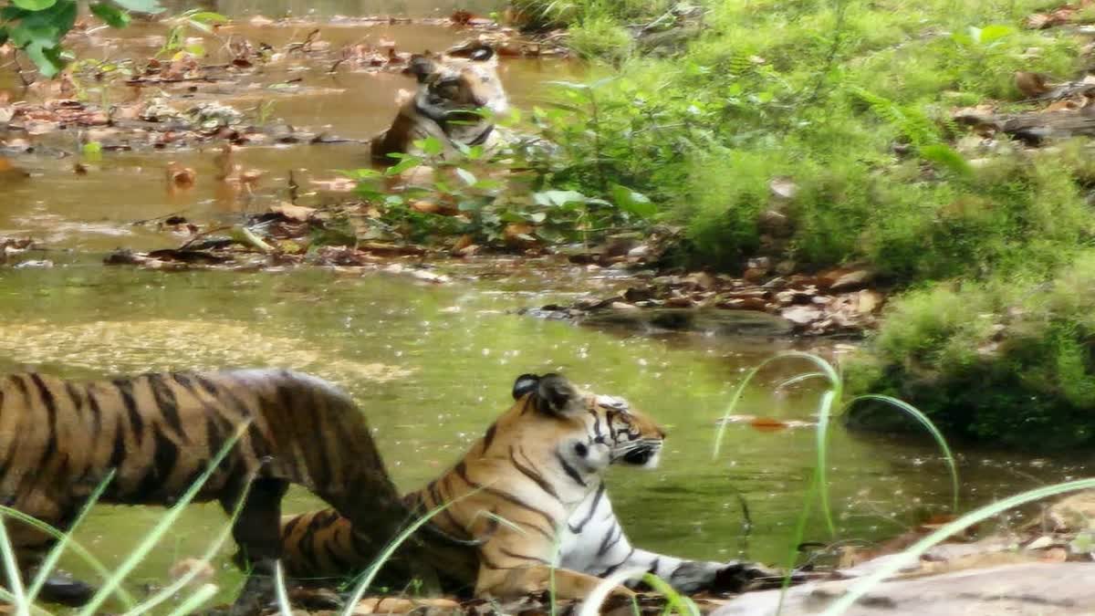 Sidhi 3 tigers together