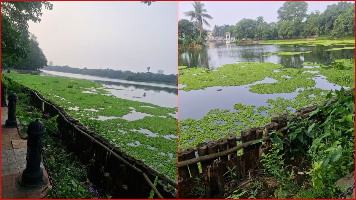 Rabindra Sarobar