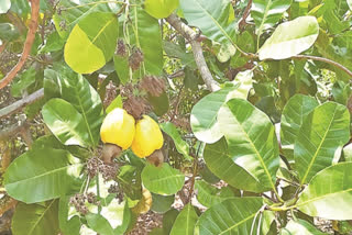 Research Underway In Bapatla To Develop Five New Varieties Of Cashew
