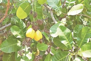 A hybrid cashew variety