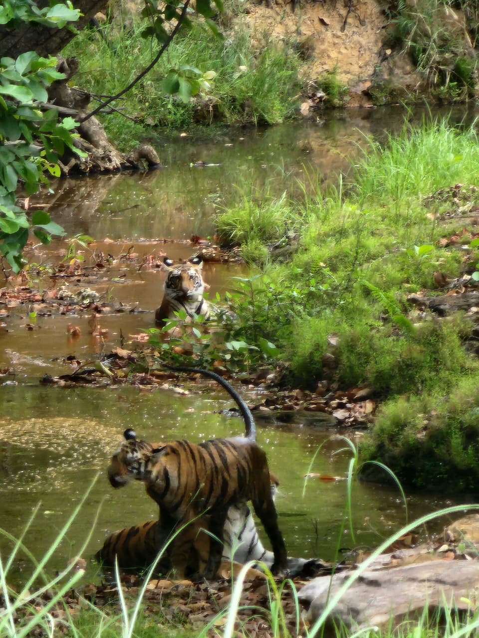 Sidhi 3 tigers together