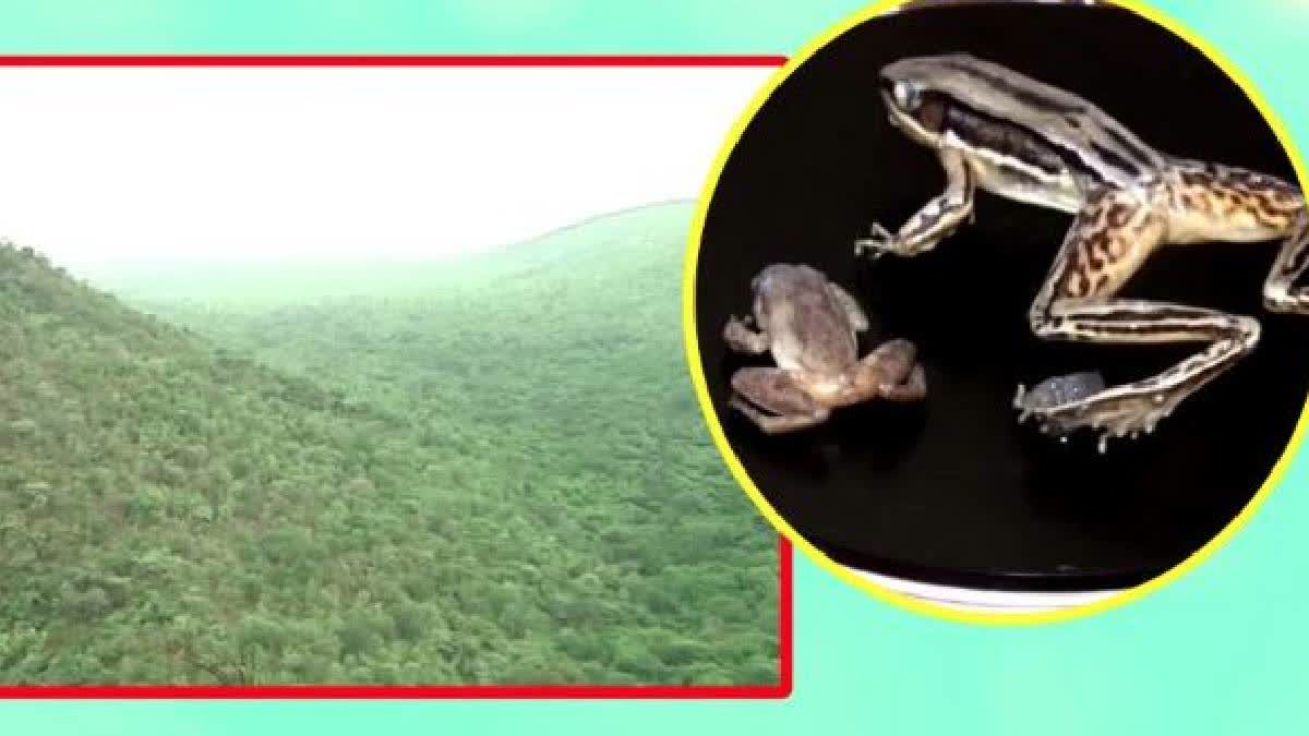 Rare Sri Lankan Frog Species Sighted In Andhra's Eastern Ghats For The ...