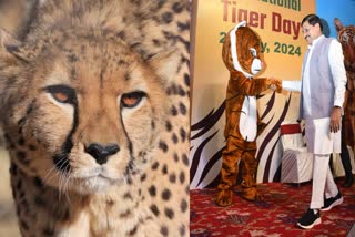 Cheetah Safari Gandhi Sagar Park