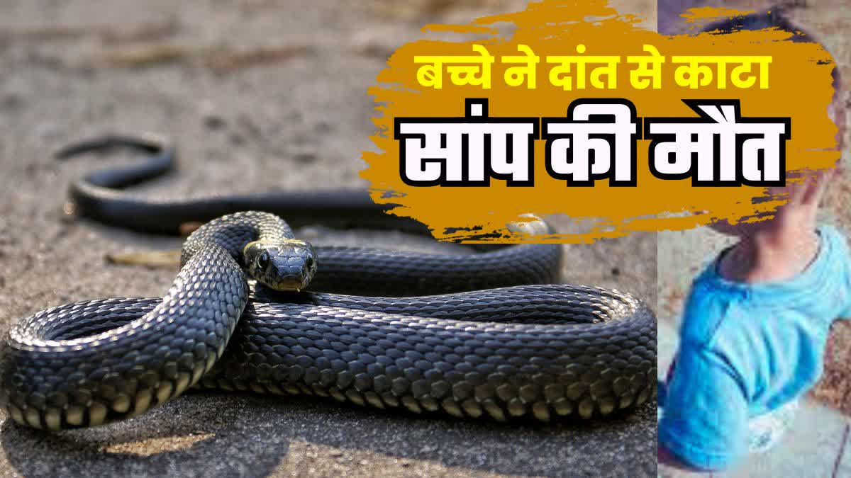 CHILD BITES COBRA IN BIHAR