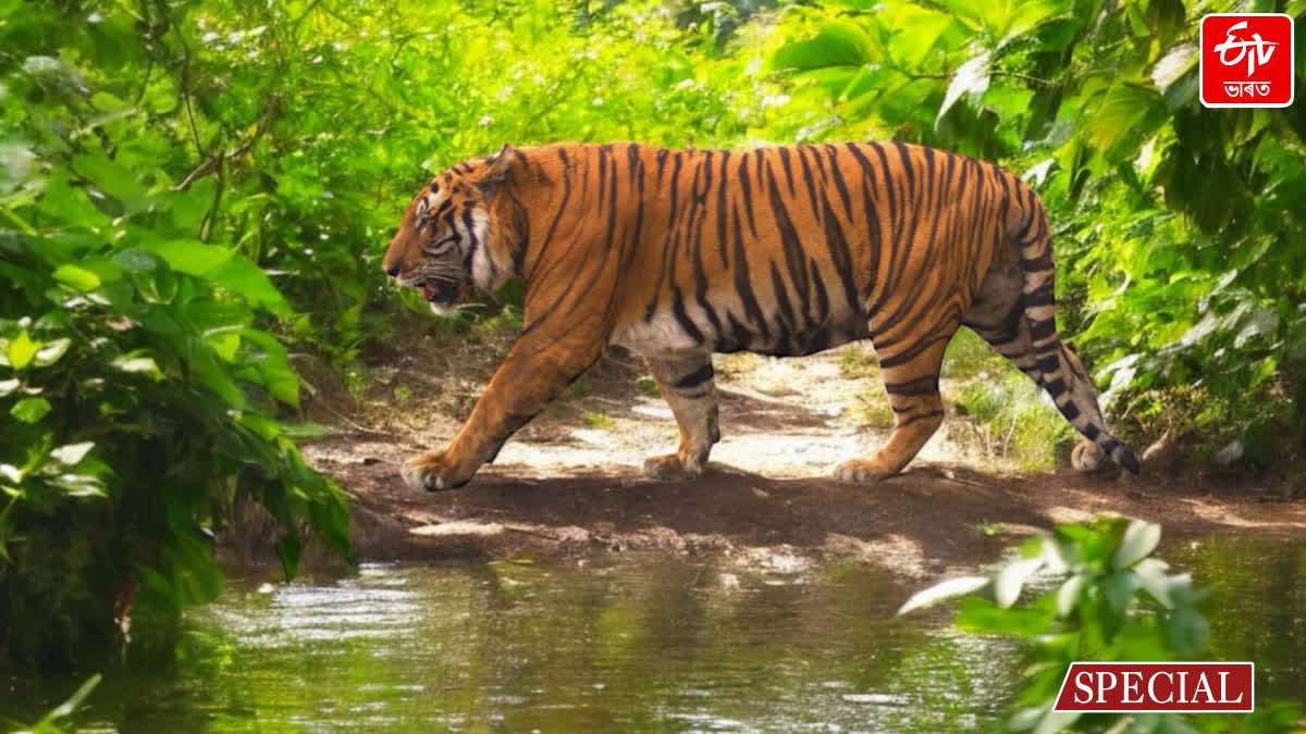 Tiger tourism in Kaziranga National Park