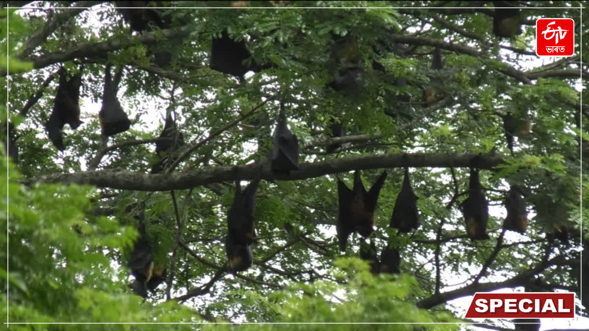 Goalpara bats colony