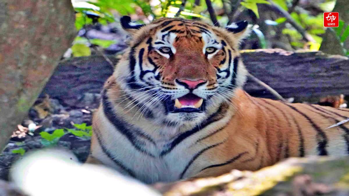 Kaziranga National Park