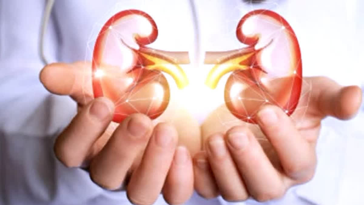 How Protein In Your Urine Affects Your Kidney Health (Representational Image)