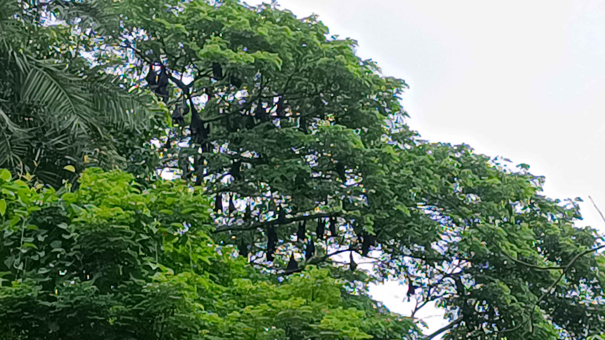 Goalpara bats colony