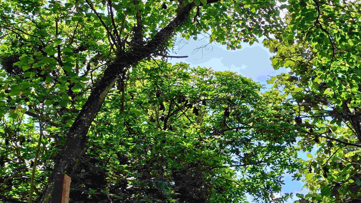 Goalpara bats colony