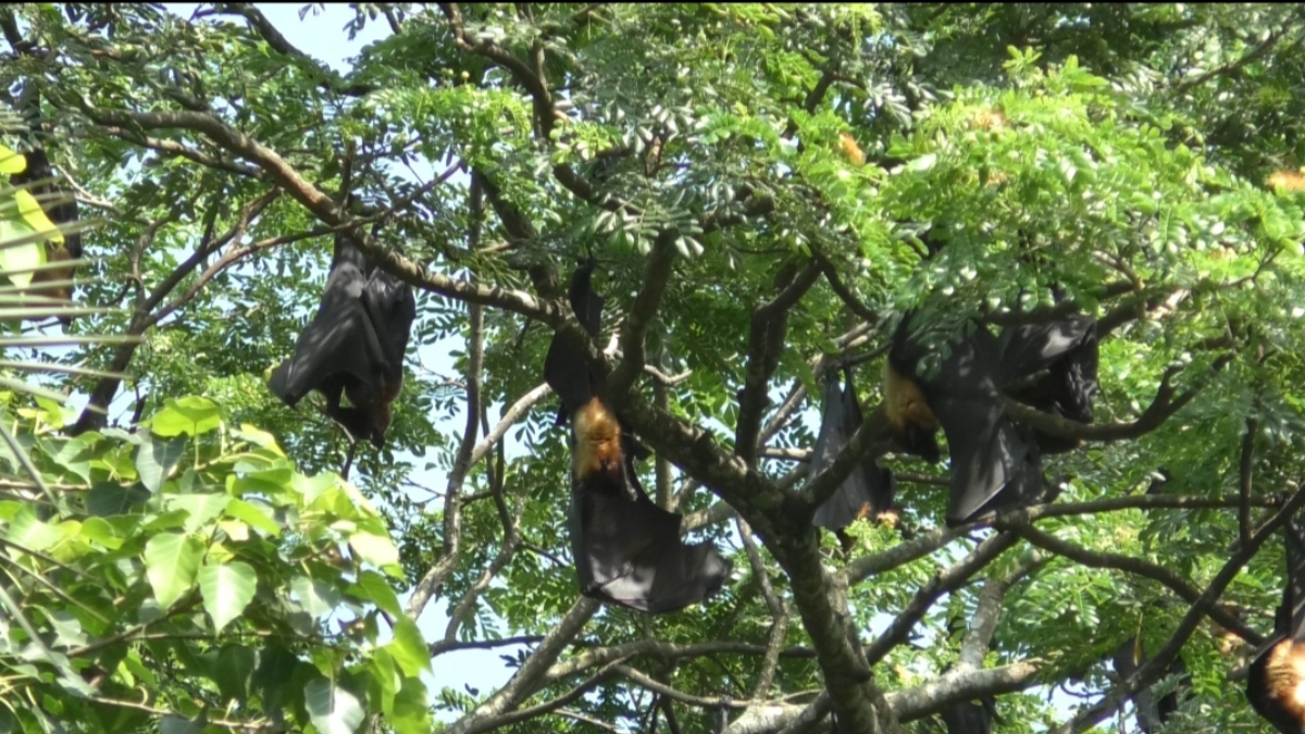 Goalpara bats colony