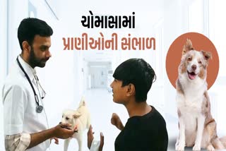ચોમાસા દરમિયાના પાલતુ પ્રાણીઓની ખાસ સંભાળ જરૂરી