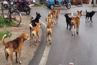 Dogs Attacked In Hazaribag
