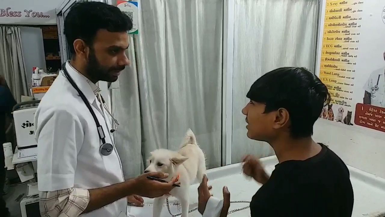 ચોમાસા દરમિયાના પાલતુ પ્રાણીઓની ખાસ સંભાળ જરૂરી