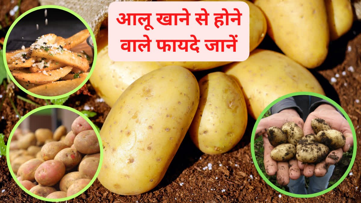आलू खाने के शौकीन हैं तो जान लें ये जरूरी बातें, सब्जियों का राजा है ...