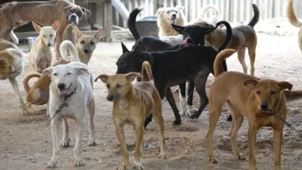 stray dogs problem in delhi and other states