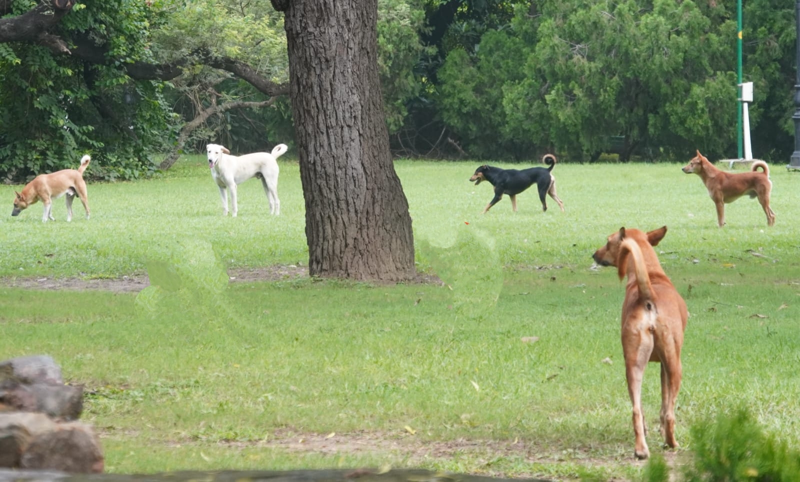 stray dogs problem in delhi and other states