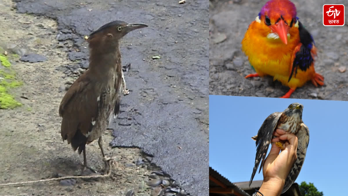 Dima Hasao administration has taken strict measures to ensure the protection of migratory birds