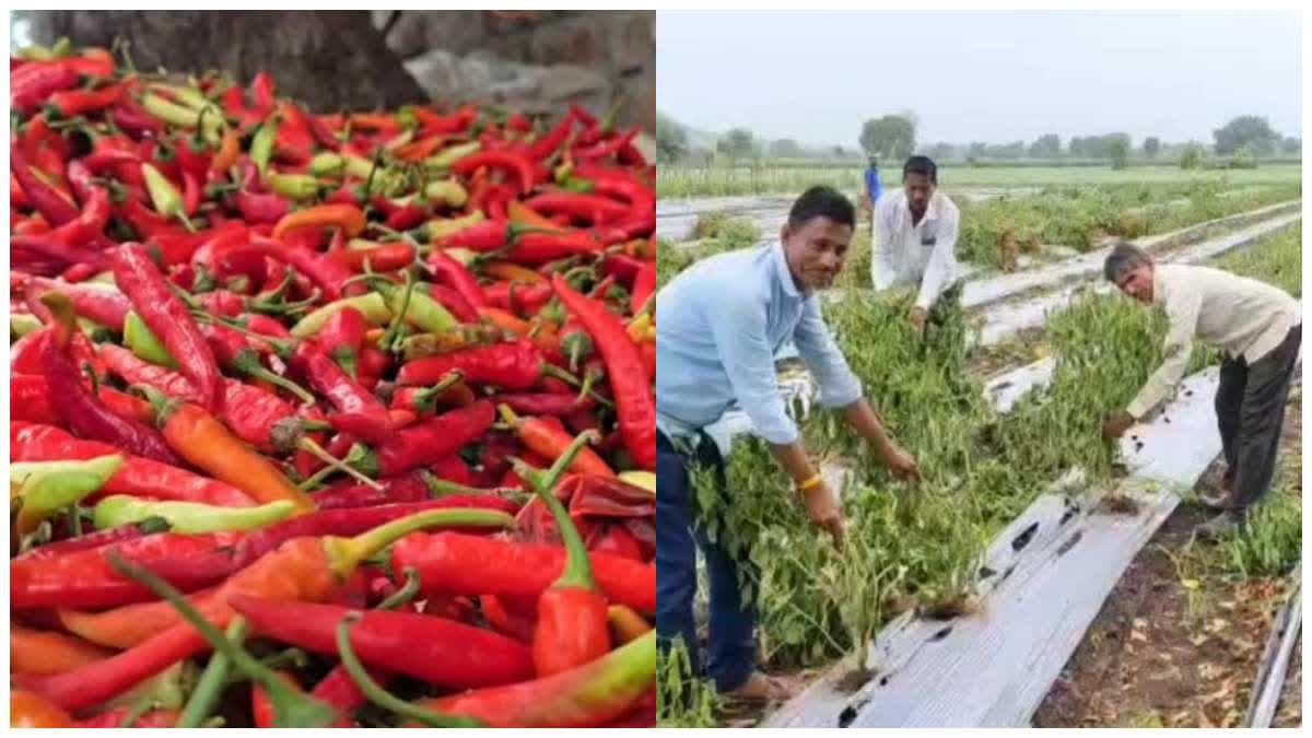 chilli Yellow Mosaic Disease