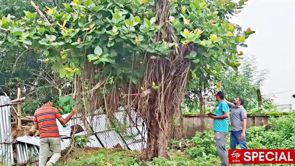 Tree Saving Initiative