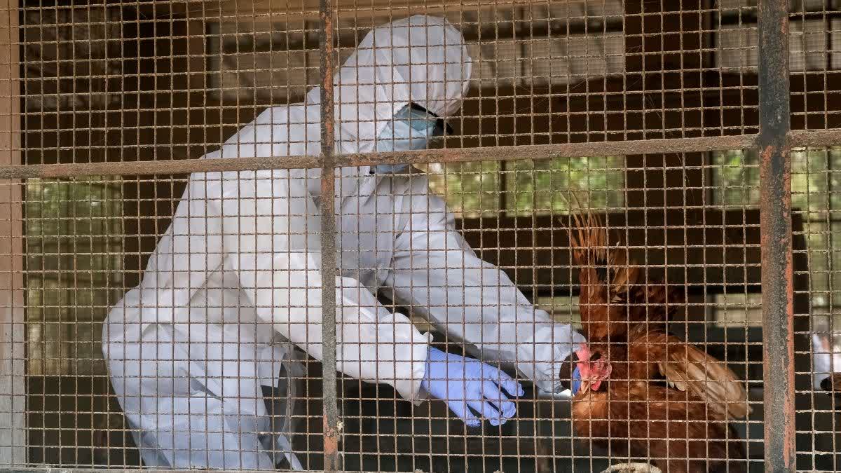 WHO's H5N1 Alert Gains Urgency As India Battles Seasonal Flu Surge