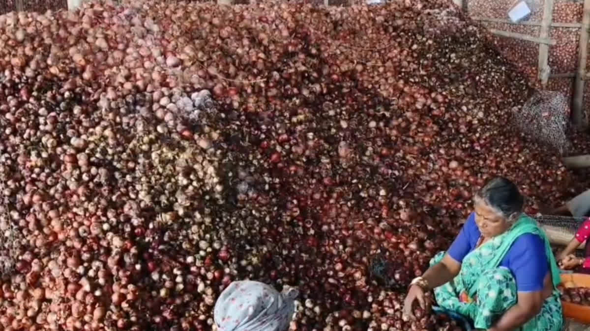 Onion Stock Spoilage