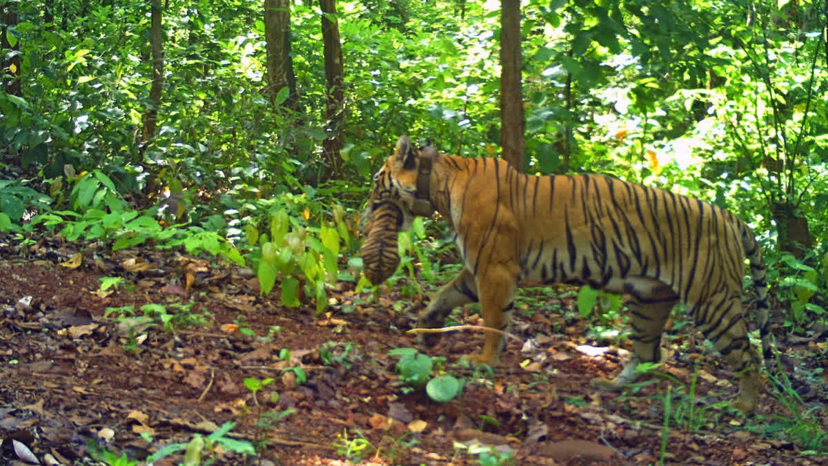 The radio collar will be removed from the neck of the Zeenat