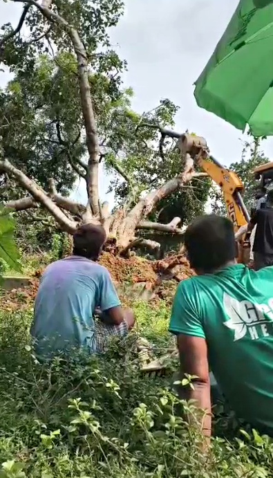 Saving Uprooted Trees in Asansol