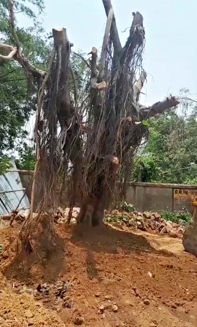 Saving Uprooted Trees in Asansol