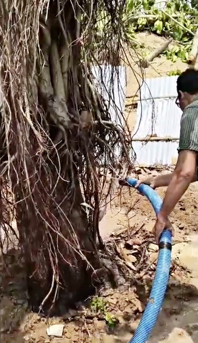 Saving Uprooted Trees in Asansol