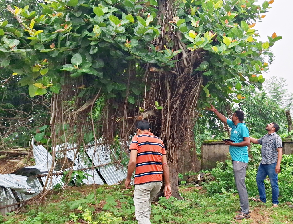 Saving Uprooted Trees in Asansol