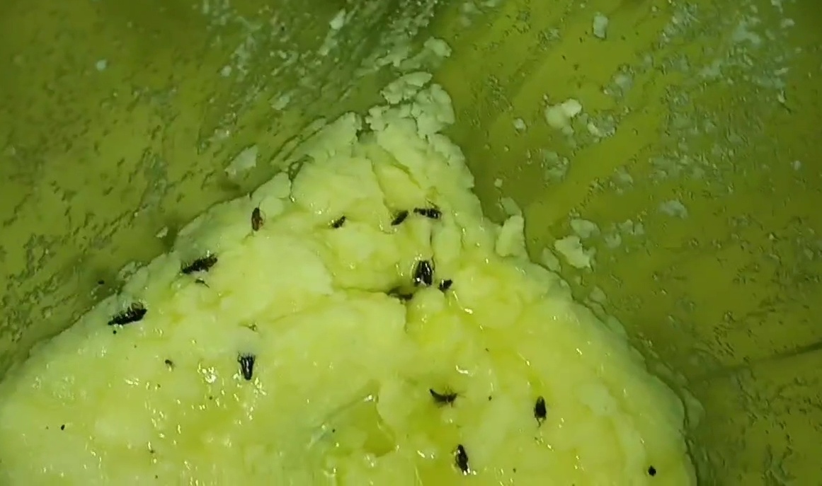 unhygienic sweet making factory sealed in siliguri