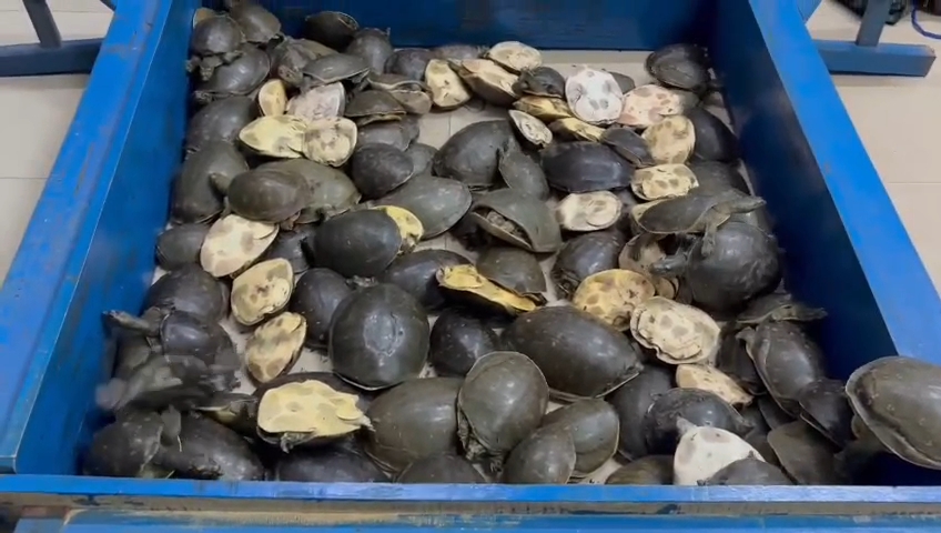 RPF team uncovered turtle smuggling via train route in Dhanbad
