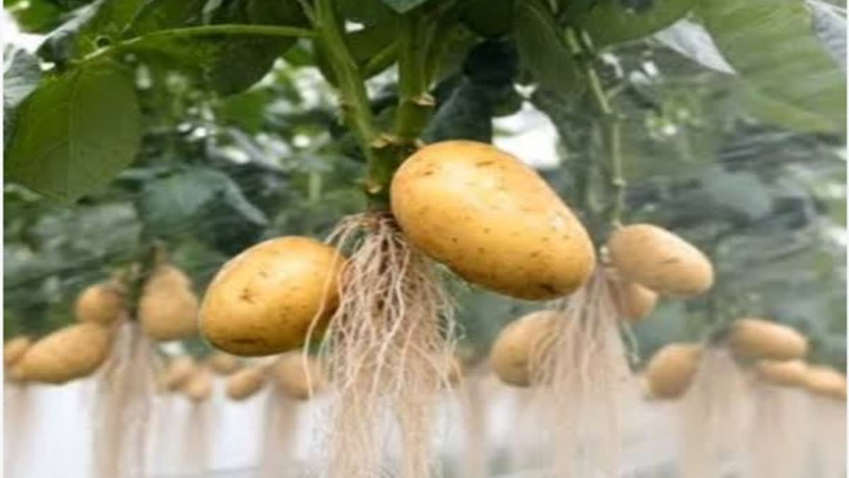 शिमला में एयरोपोनिक्स तकनीक से बीज आलू का उत्पादन