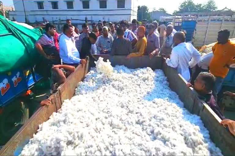 Cotton Prices: કપાસના ભાવ તળિયે જતાં ખેડૂતોમાં ભારે રોષ, જાણો ભાવમાં થયો  કેટલો ઘટાડો