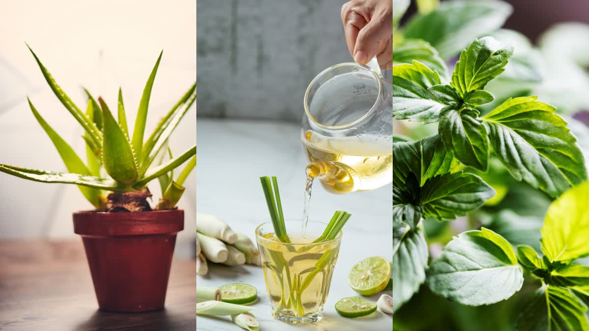 Healing at Your Fingertips