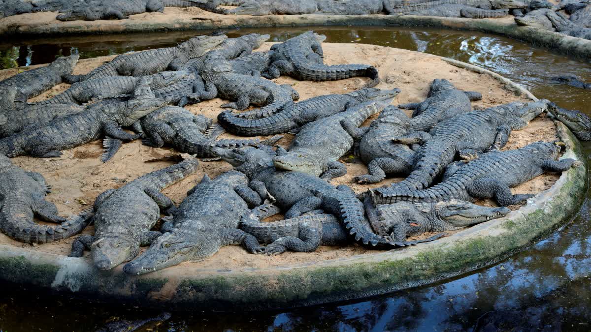 BHOPAL CROCODILES RELEASE NARMADA