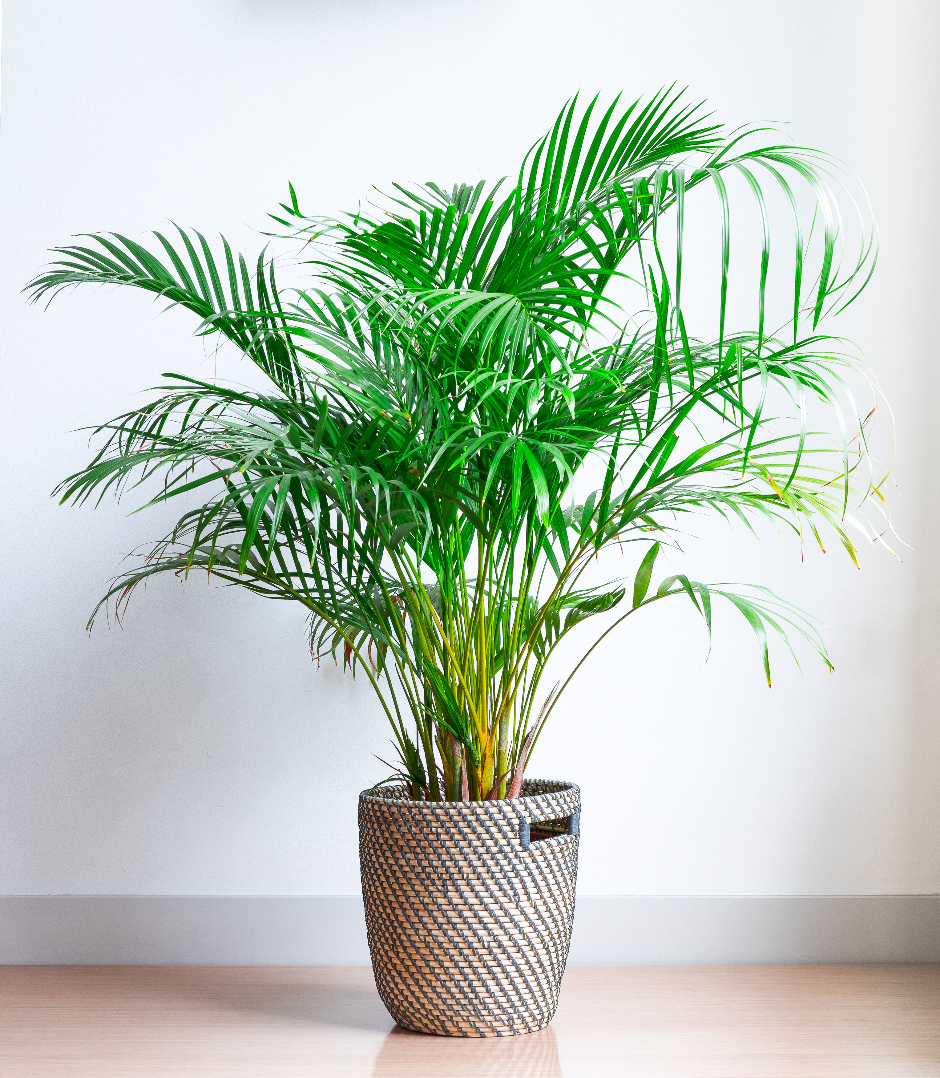 Plant these 5 plants to keep your home warm in winter, and you'll feel warmth in every corner.
