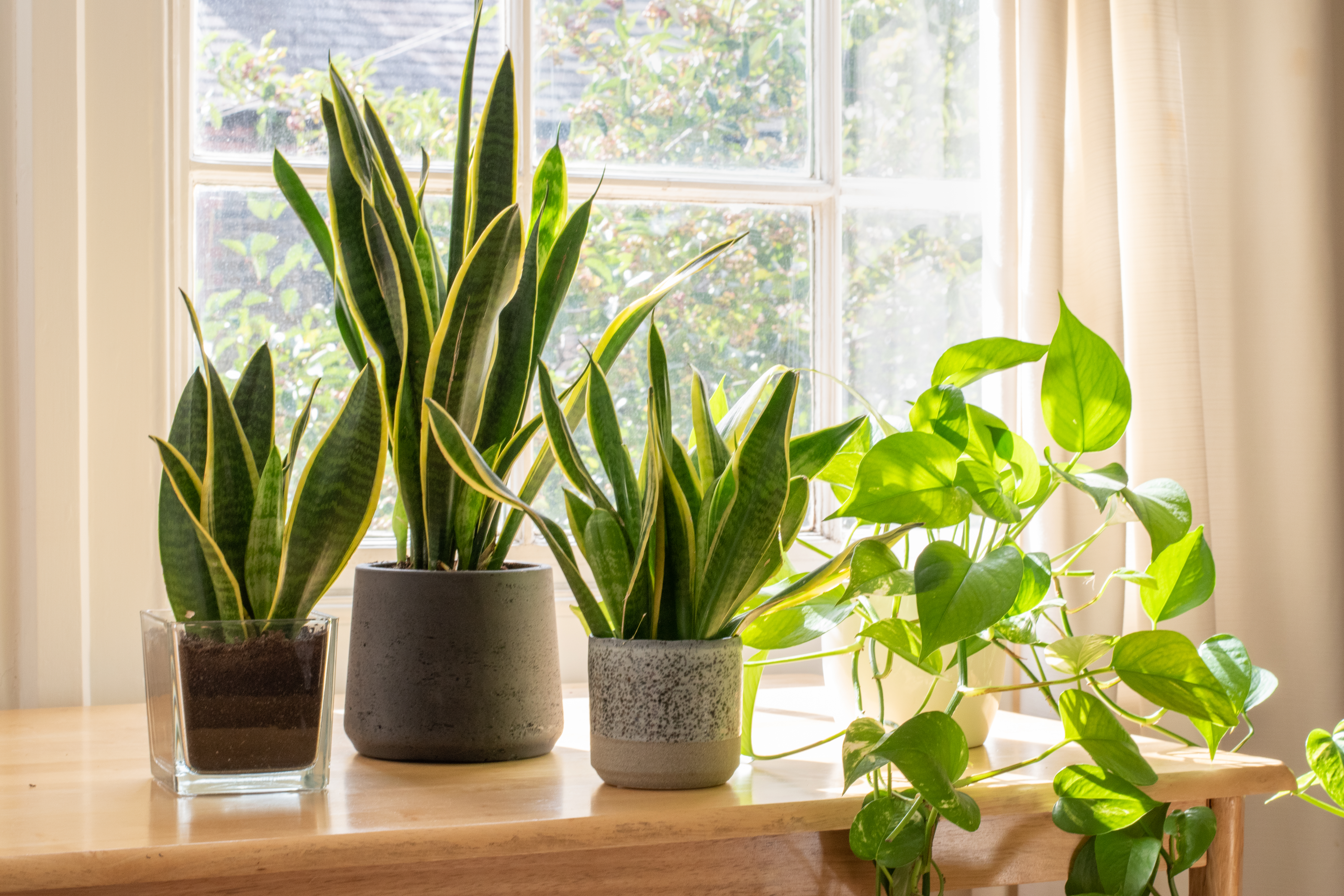 Plant these 5 plants to keep your home warm in winter, and you'll feel warmth in every corner.