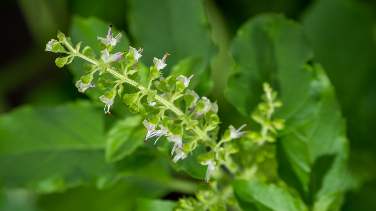 Healing at Your Fingertips: A Guide to Growing Medicinal Herbs in Your Home Garden