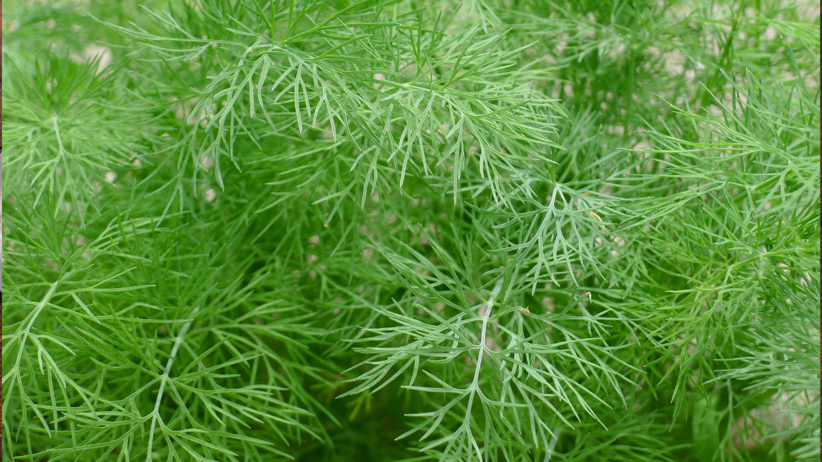 Healing at Your Fingertips: A Guide to Growing Medicinal Herbs in Your Home Garden