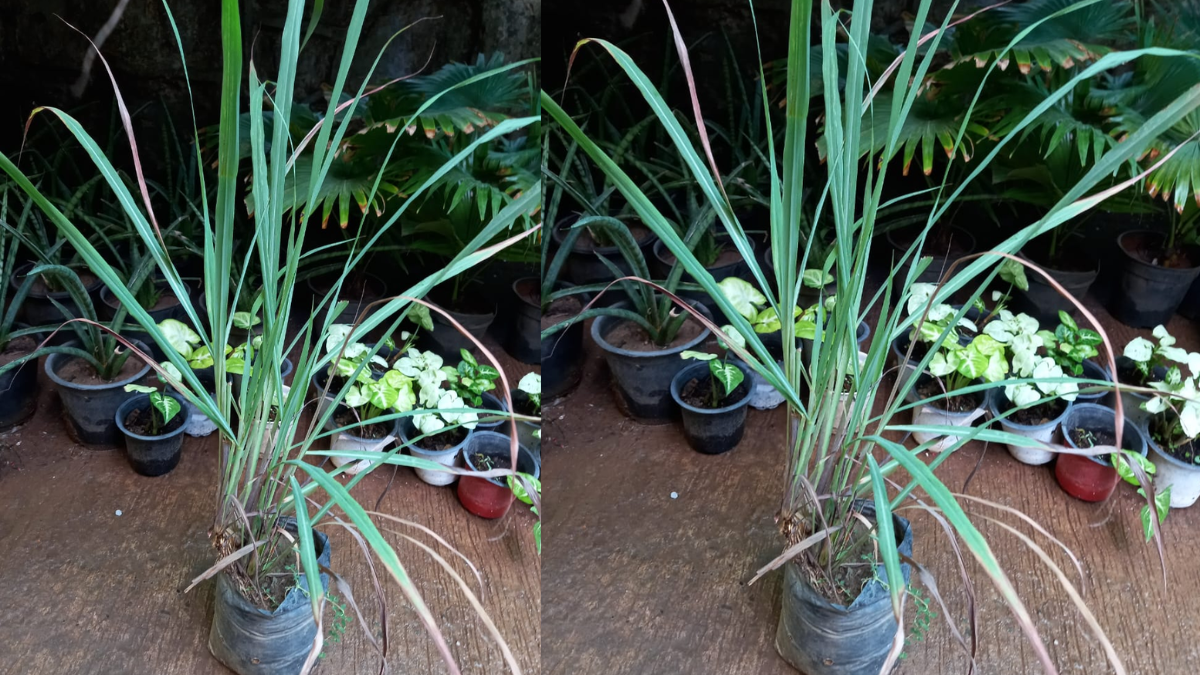 Healing at Your Fingertips: A Guide to Growing Medicinal Herbs in Your Home Garden