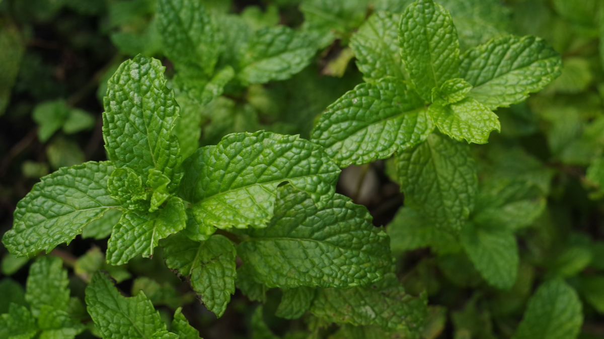 Healing at Your Fingertips: A Guide to Growing Medicinal Herbs in Your Home Garden