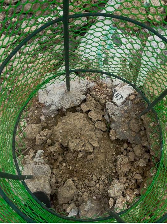 PM Neem Corridor Golaghat