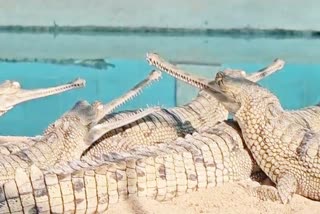 transport male crocodiles from Chambal to Son River