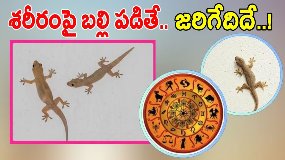 శరీరం మీద ఈ భాగాల్లో బల్లి పడితే శుభం - అక్కడ పడితే మాత్రం అశుభం ...