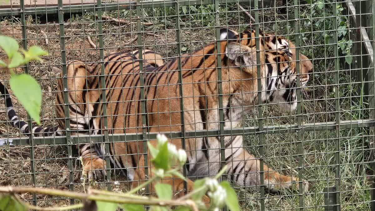நீலகிரியில் மூதாட்டியை தாக்கிய புலி சிக்கியது; பொதுமக்கள் நிம்மதி!