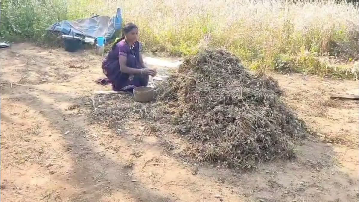 Tribal Women Lead The Way In Organic Farming, Switch From Chemicals To Cow Dung