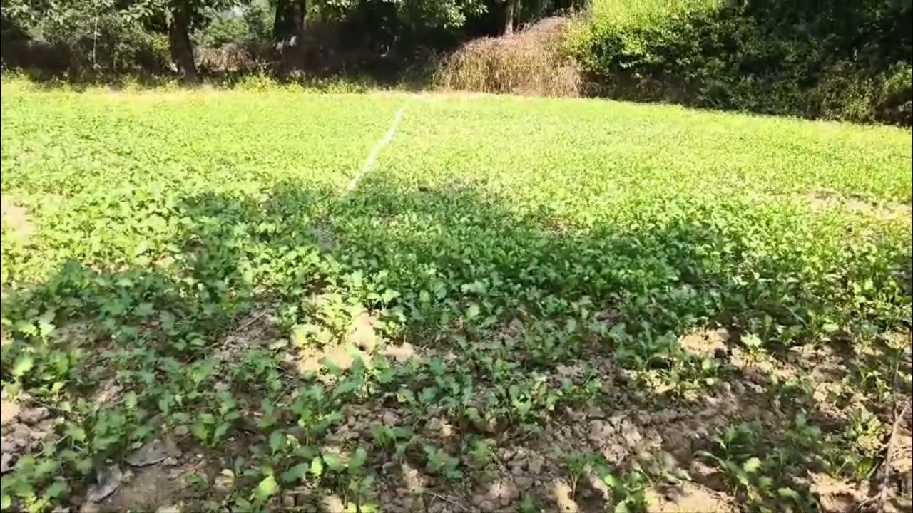 Green farming in Korba villages