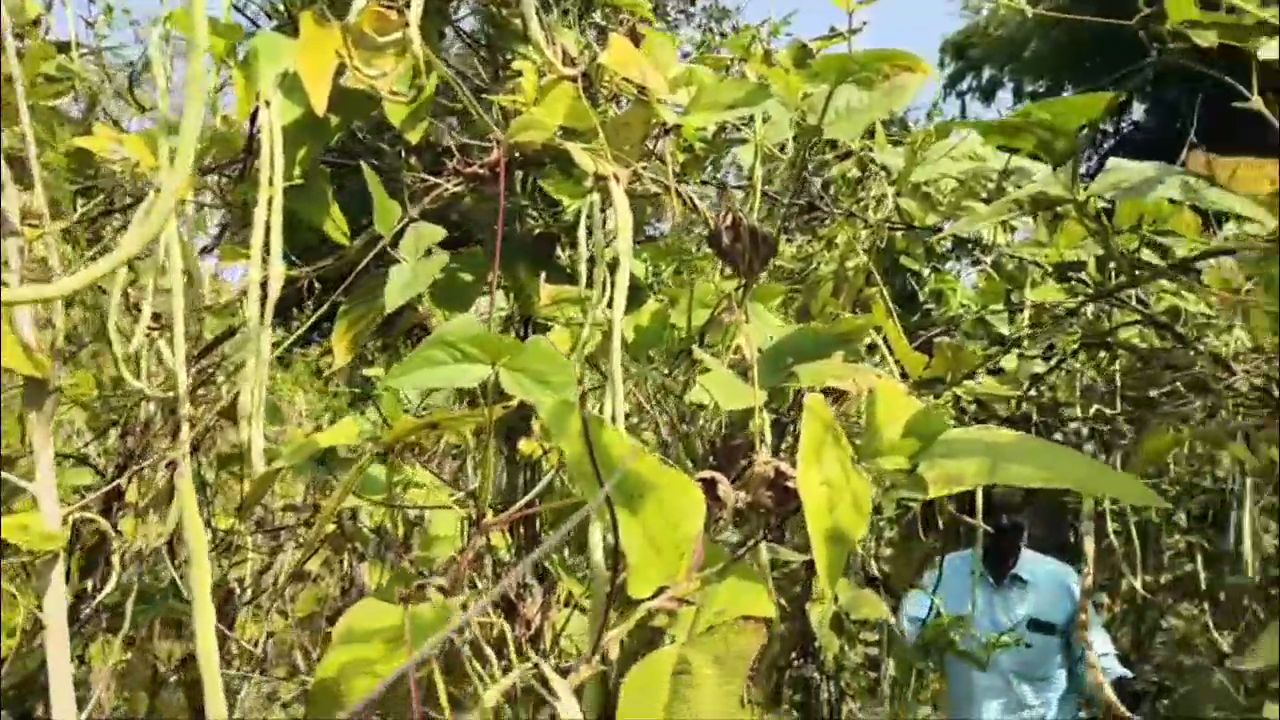 About 150 farmers in 20 villages are making natural fertilizers and using them in their fields